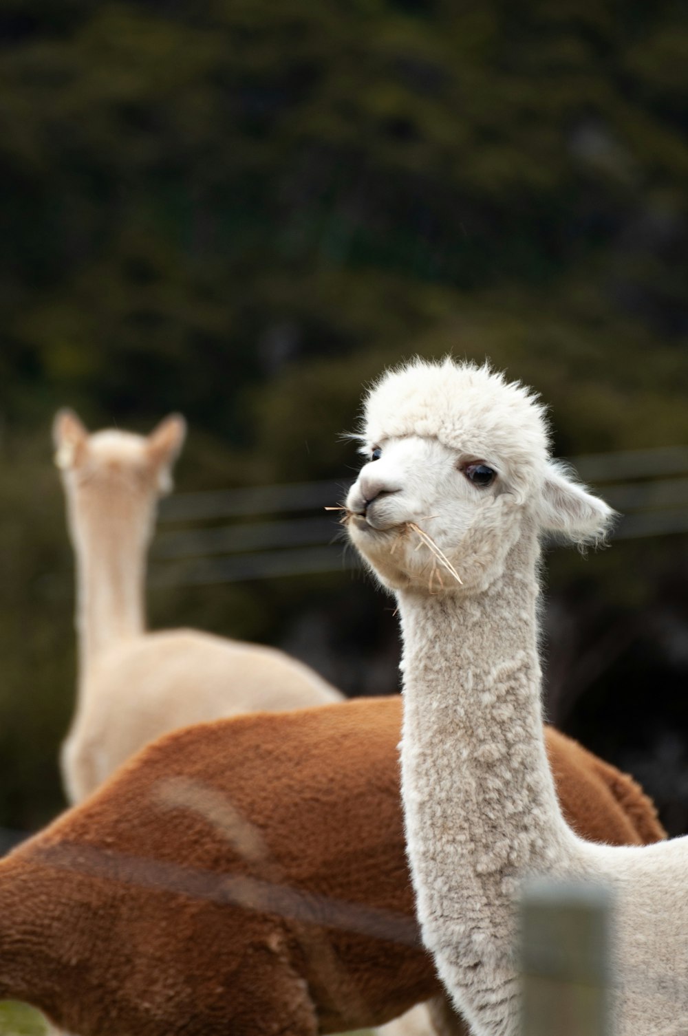 a group of llamas in a fenced in area