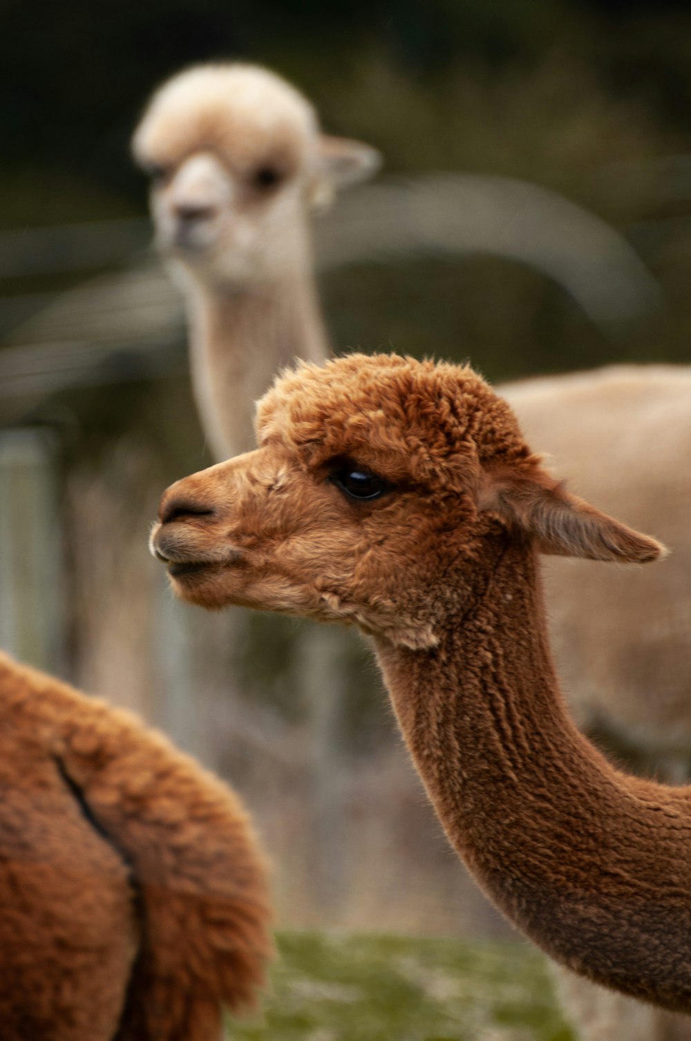 Nahaufnahme von zwei Lamas nahe beieinander