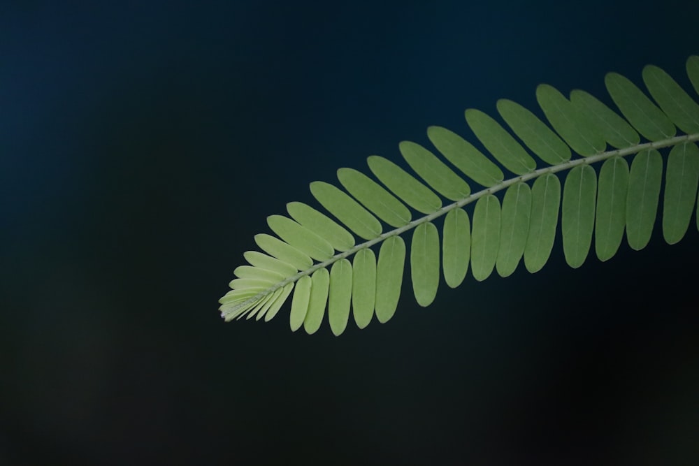 a close up of a green leaf on a black background