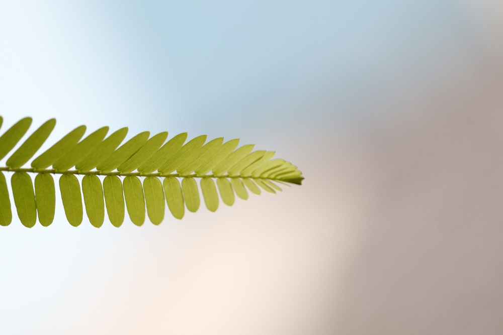 a close up of a green leaf on a branch