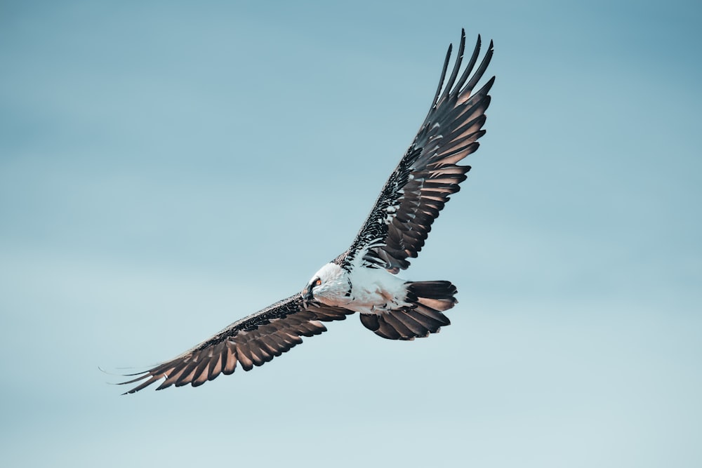 a large bird flying through a blue sky