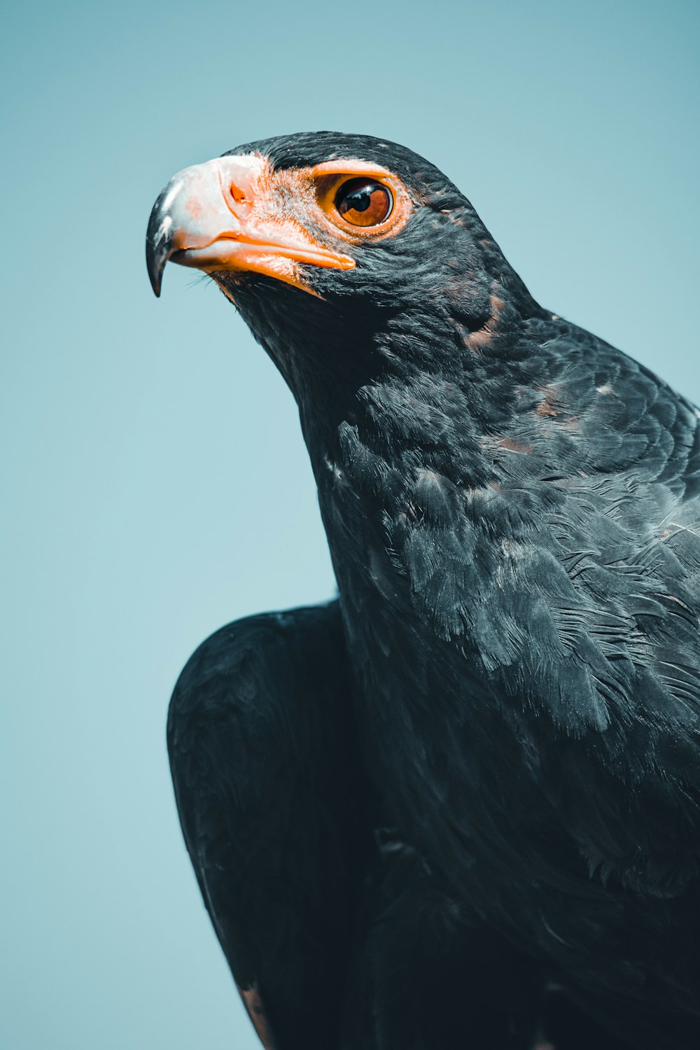 a close up of a black bird with an orange beak