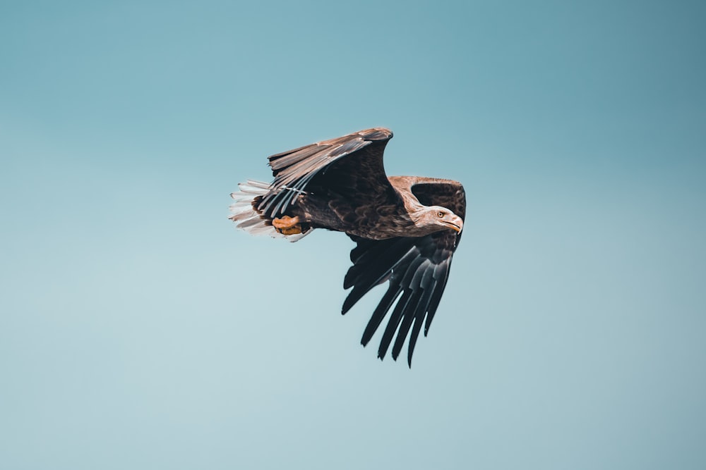 a large bird flying through a blue sky