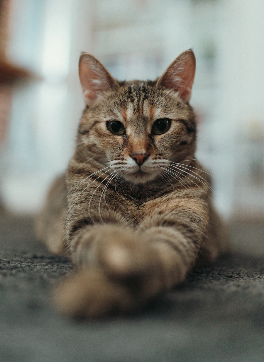 Yere uzanmış, kameraya bakan sakin bir kedi