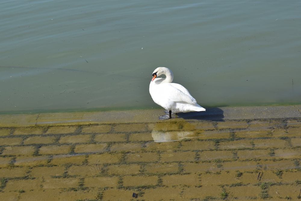 a white bird standing on a brick walkway next to a body of water
