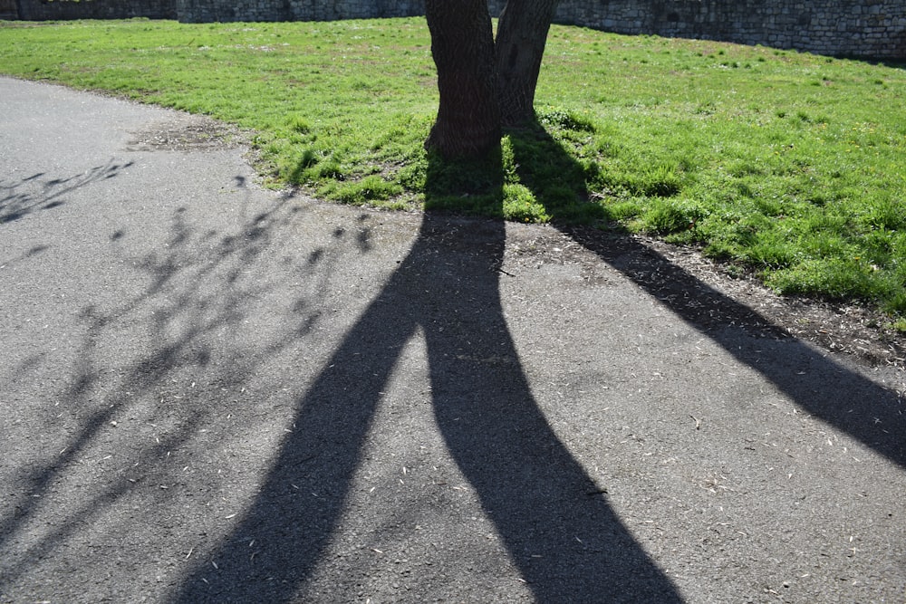 a shadow of a tree on a paved road