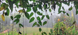 A lush backyard garden with natural fogger mist gently spreading over flowering plants and greenery.