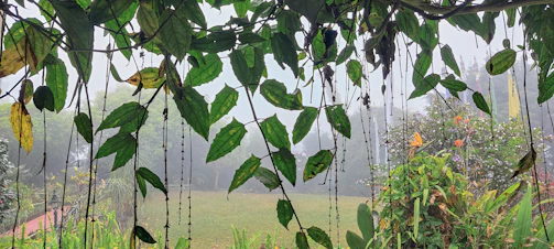A lush backyard garden with natural fogger mist gently spreading over flowering plants and greenery.