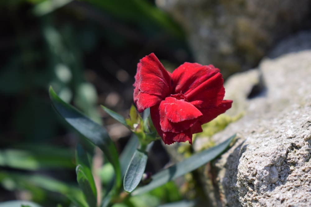 a red flower sitting on top of a rock