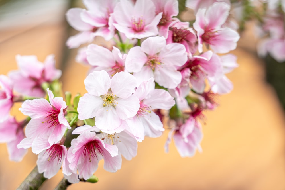 a close up of a bunch of pink flowers