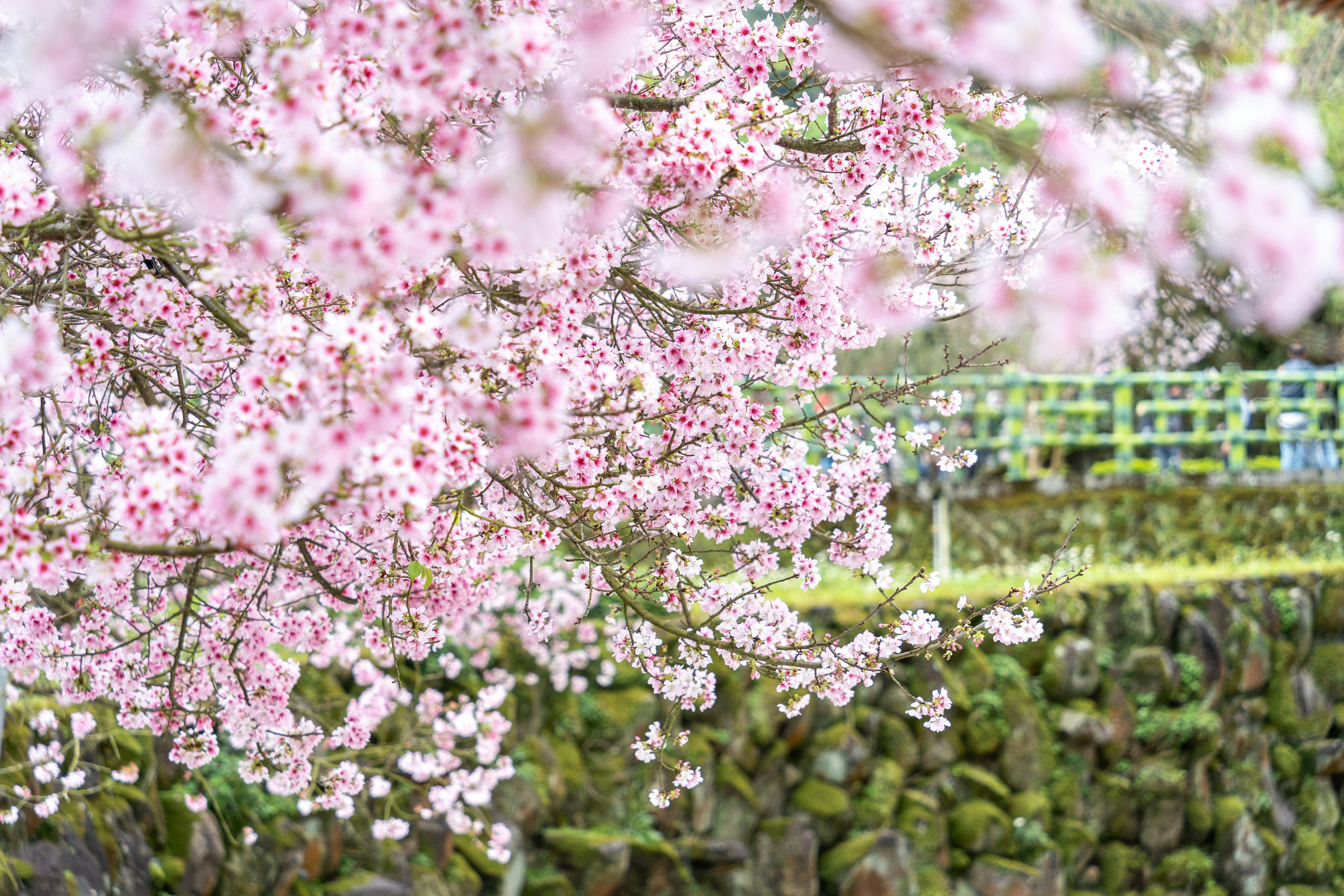 Photo by winstonchen