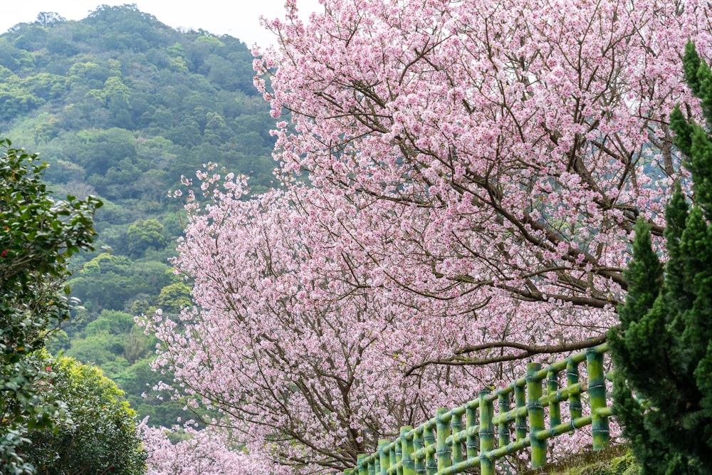 a woman is walking down a path lined with pink flowers