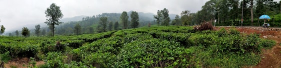 A lush tea plantation stretches across rolling hills, lined with tall, evenly spaced trees. A misty backdrop of distant mountains adds a serene atmosphere. A dirt path runs alongside the plantation, and a solitary blue umbrella provides a pop of color amidst the greenery.