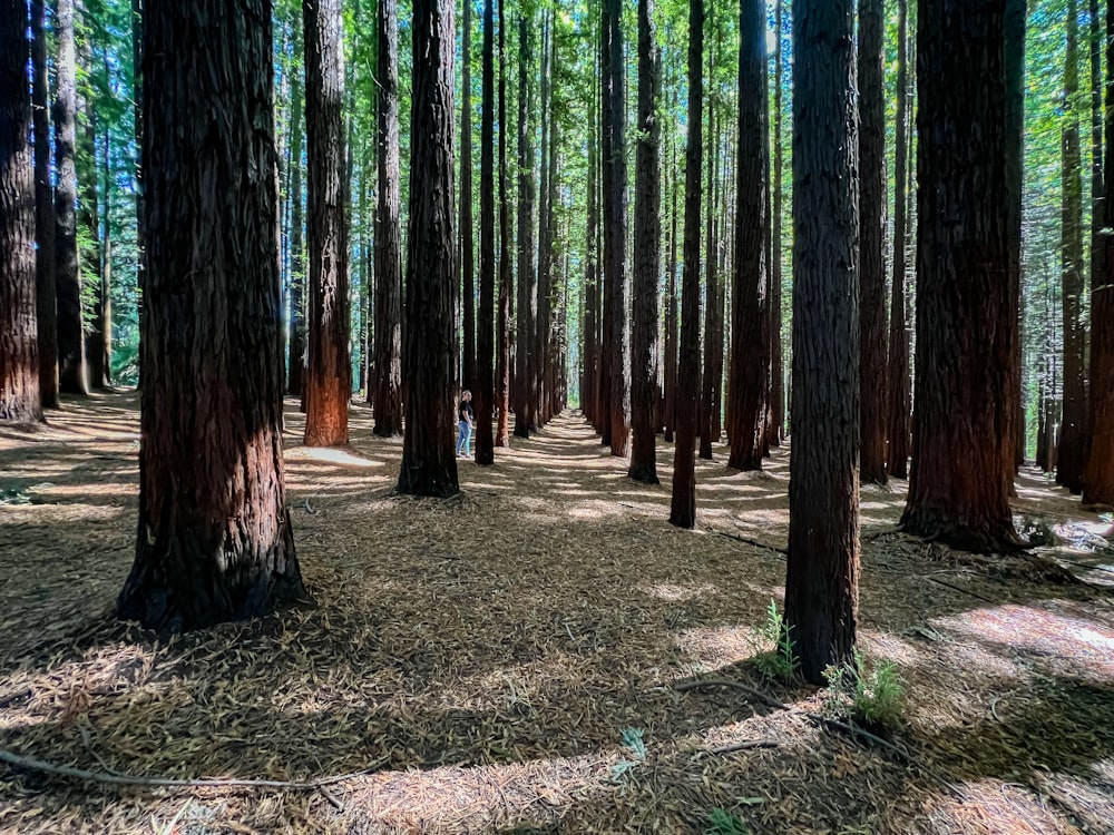 a forest filled with lots of tall trees