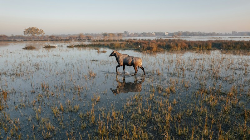 Exploring India’s Diverse Wildlife with WildTravelove