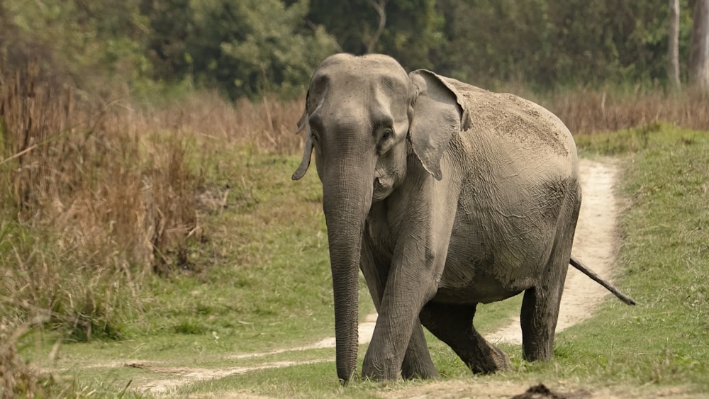 a large elephant walking down a dirt road