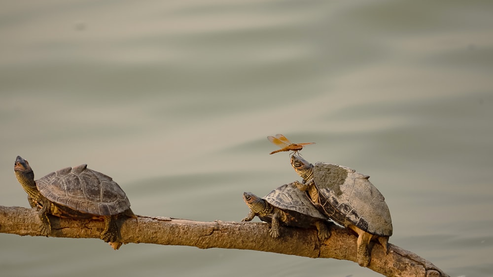 a group of turtles sitting on top of a tree branch