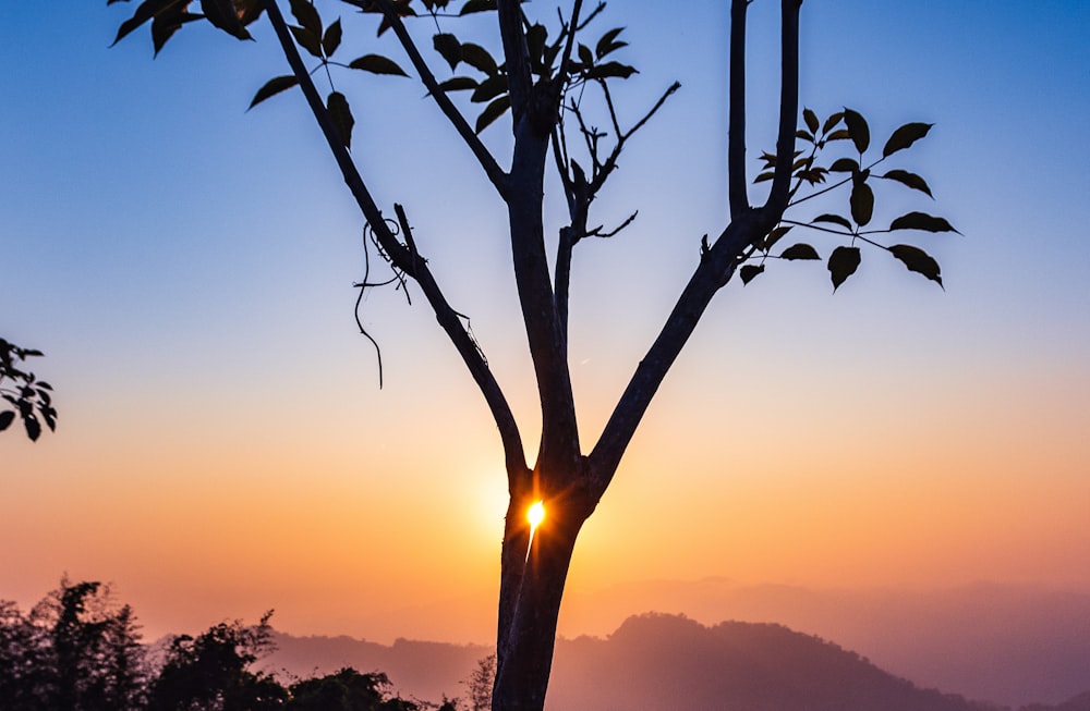 a tree with the sun setting behind it