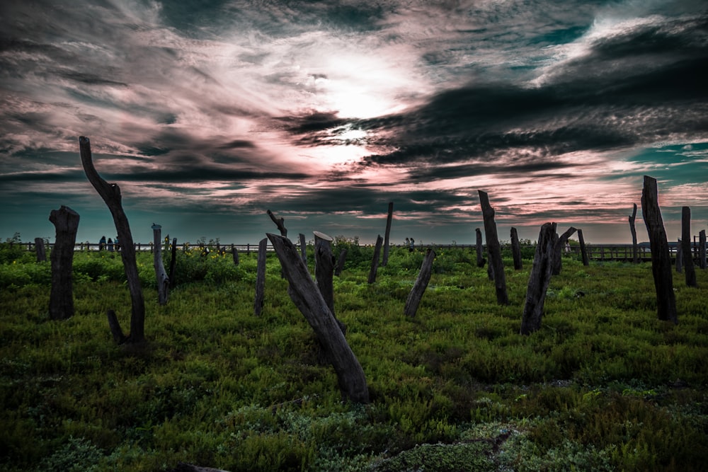 a field with a bunch of trees in it