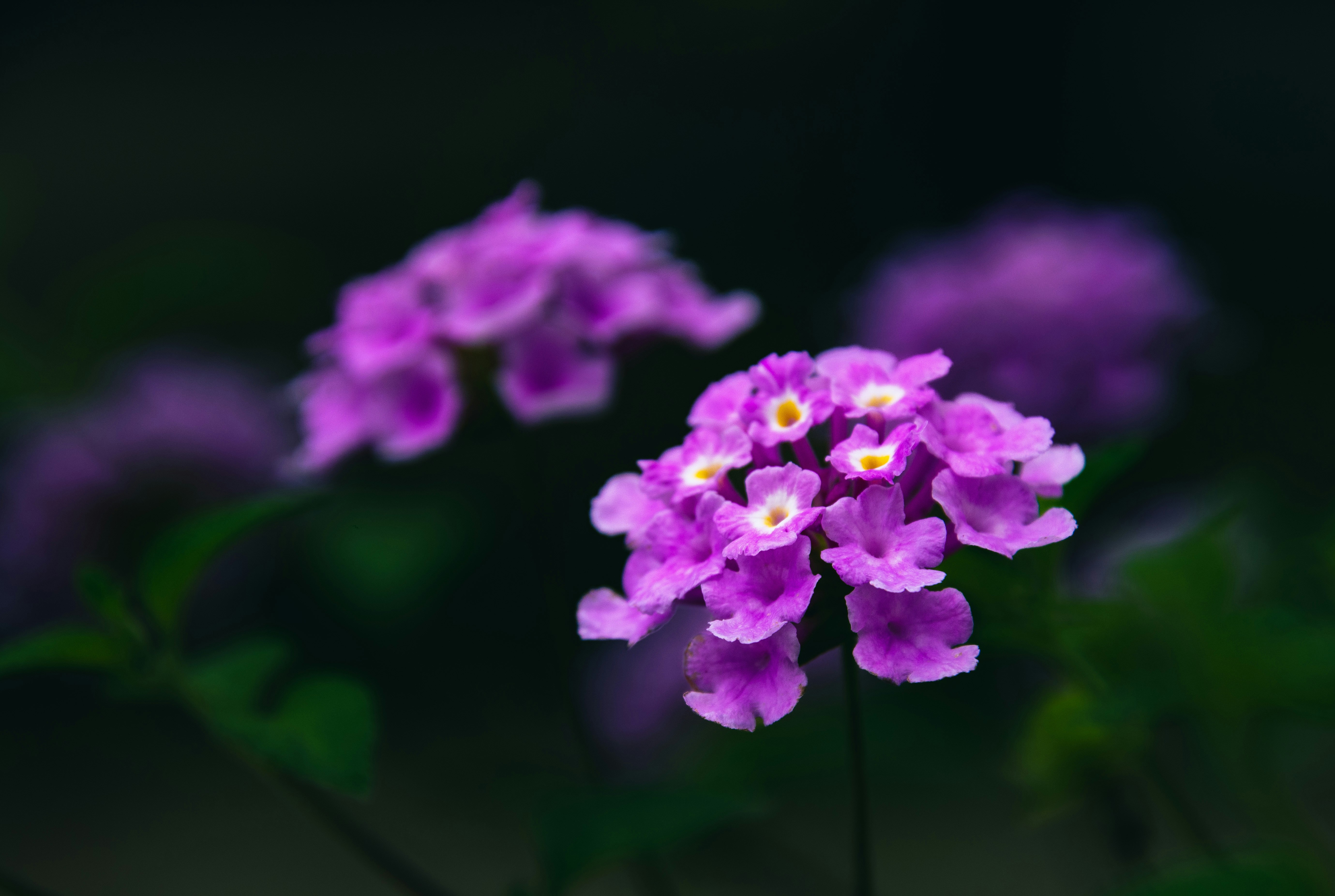 a bunch of purple flowers with green leaves