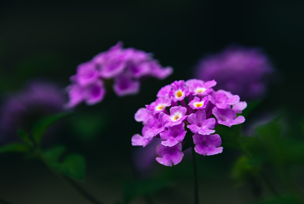 a bunch of purple flowers with green leaves