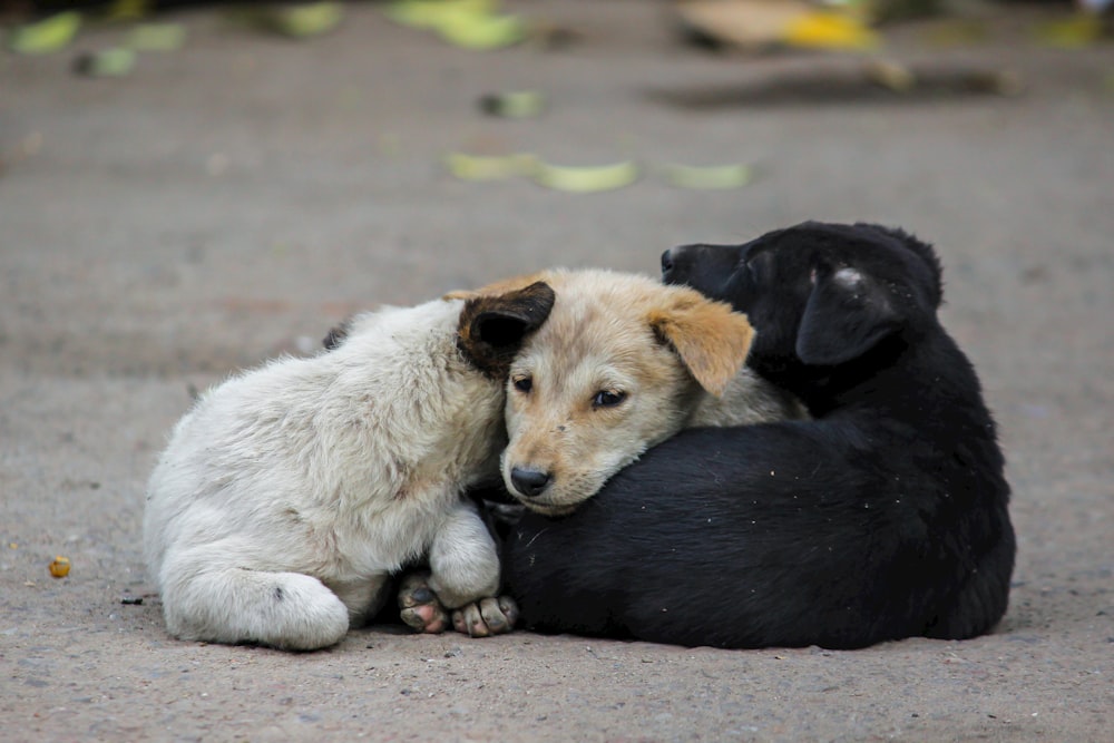 a dog and a puppy cuddle together on the ground