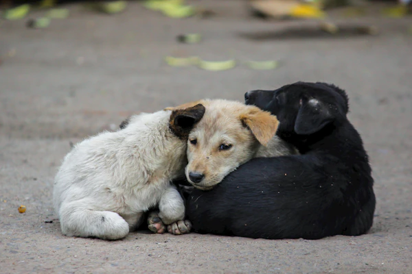 Care for Stray Dogs