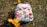 A cloth diaper with a colorful pattern featuring cartoon animals, resting on grassy ground with fallen leaves around. Bright yellow flowers are nearby, adding a touch of spring to the scene.