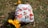 A cloth diaper with a colorful pattern featuring cartoon animals, resting on grassy ground with fallen leaves around. Bright yellow flowers are nearby, adding a touch of spring to the scene.