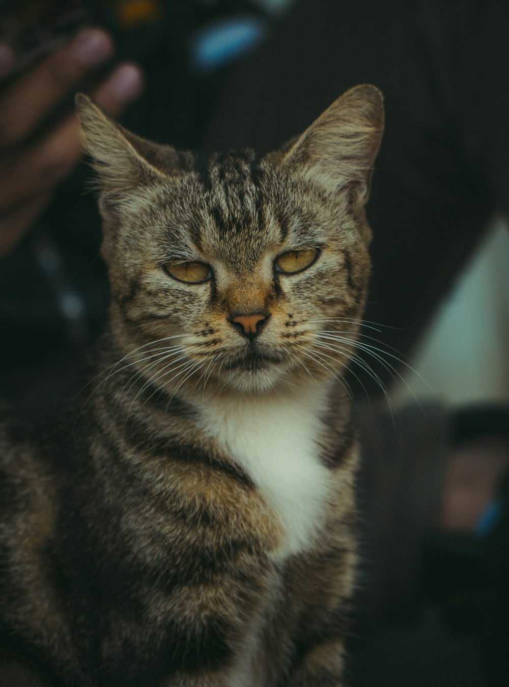 un gros plan d’un chat avec une personne en arrière-plan