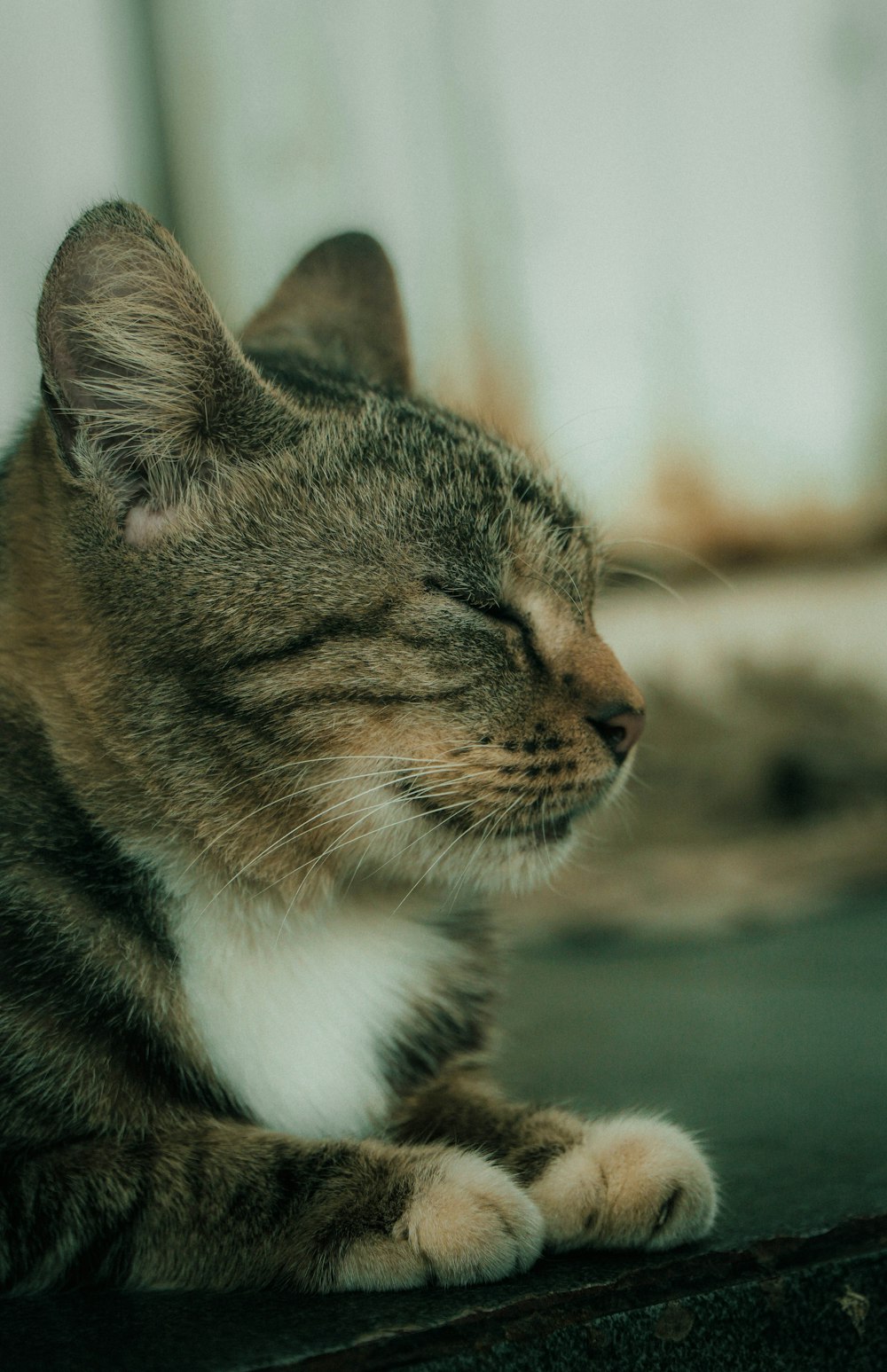 a close up of a cat laying on a floor