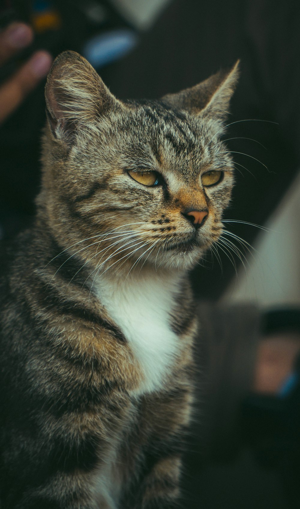 a close up of a cat with a person in the background