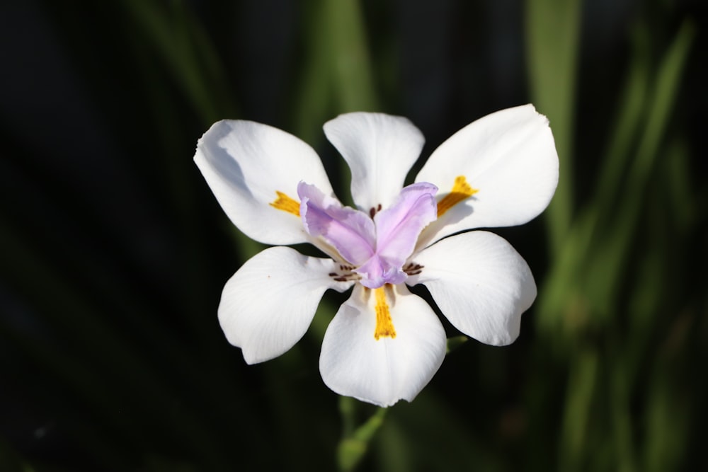 a close up of a white and purple flower