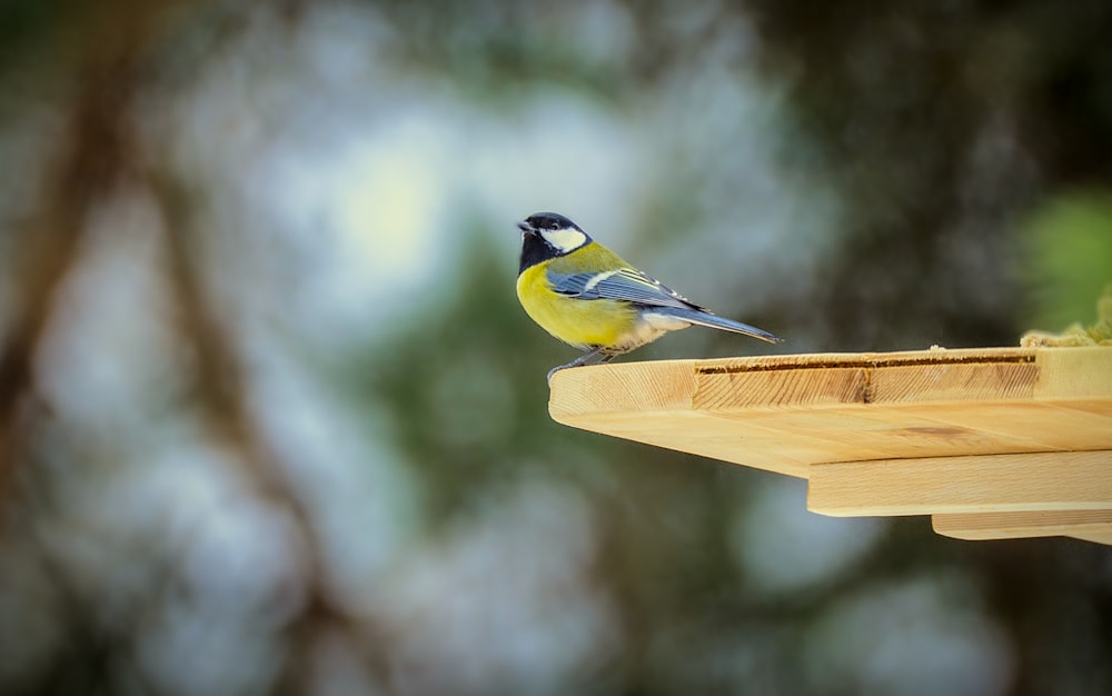 a yellow and blue bird sitting on top of a wooden bird feeder