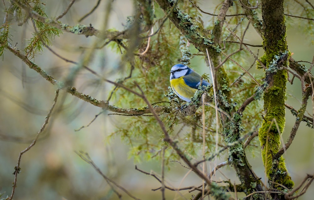 a blue and yellow bird perched on a tree branch