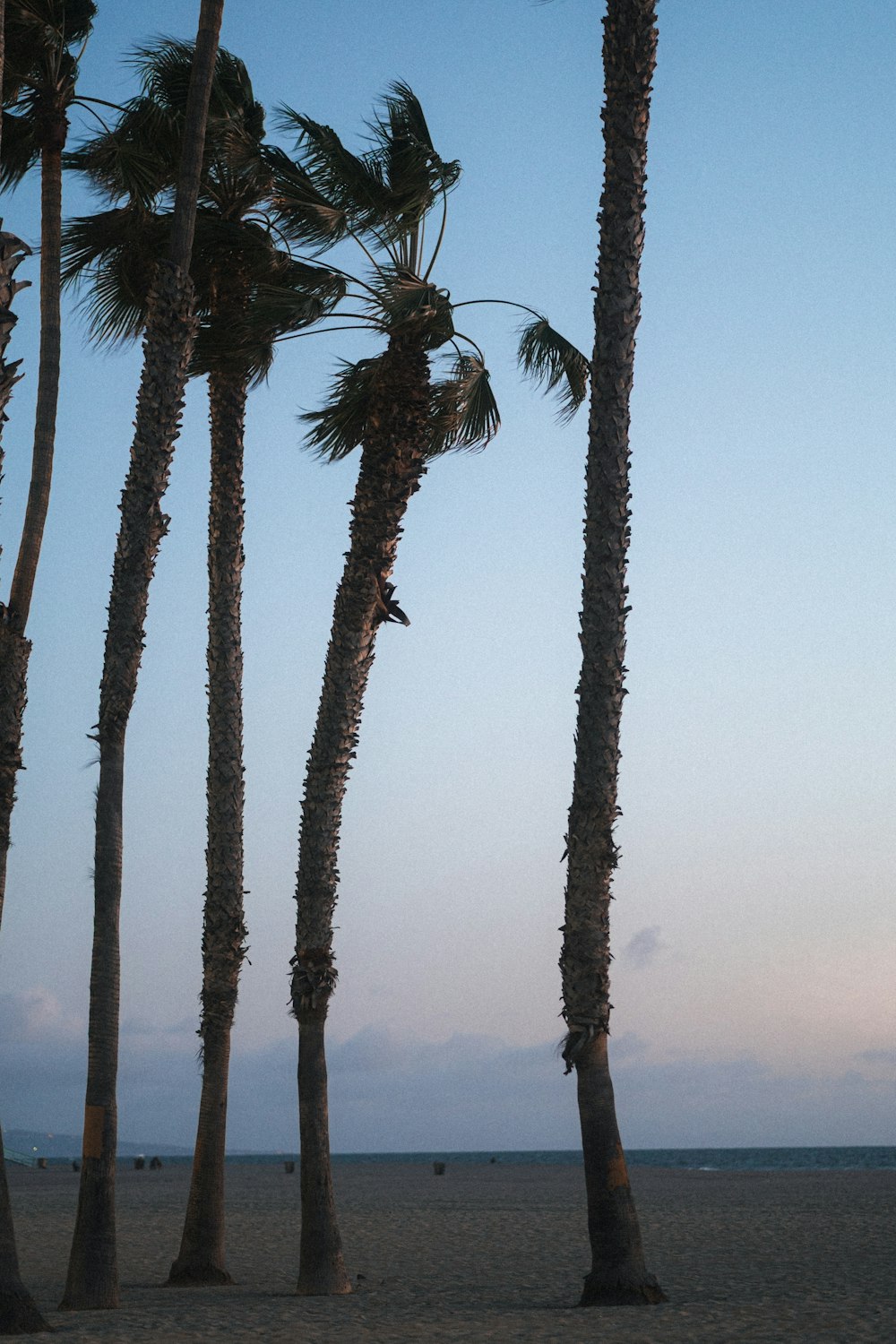 palm trees blowing in the wind on a beach