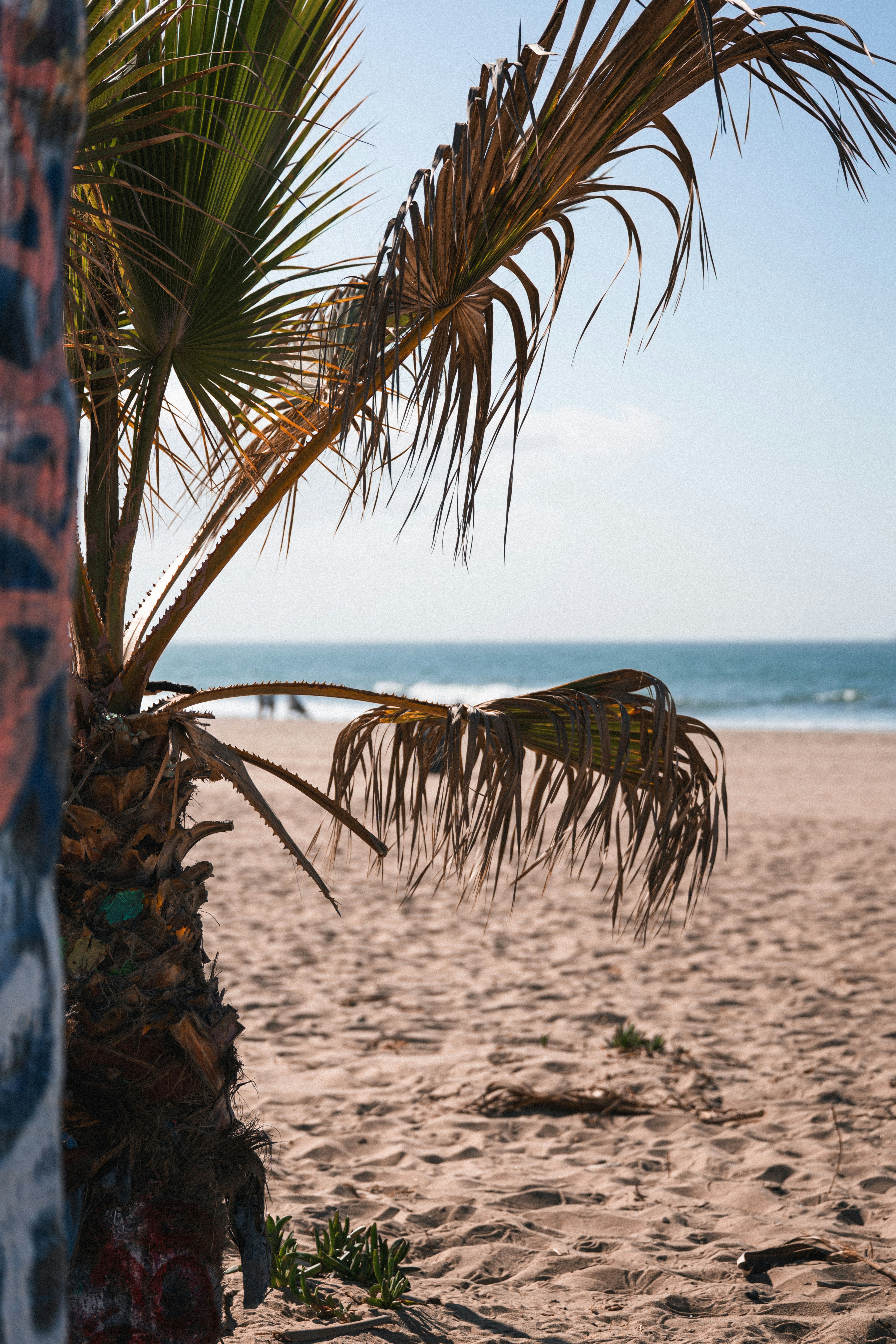 Golden Maui Beach Sand