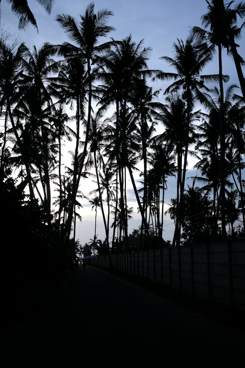 a black and white photo of palm trees