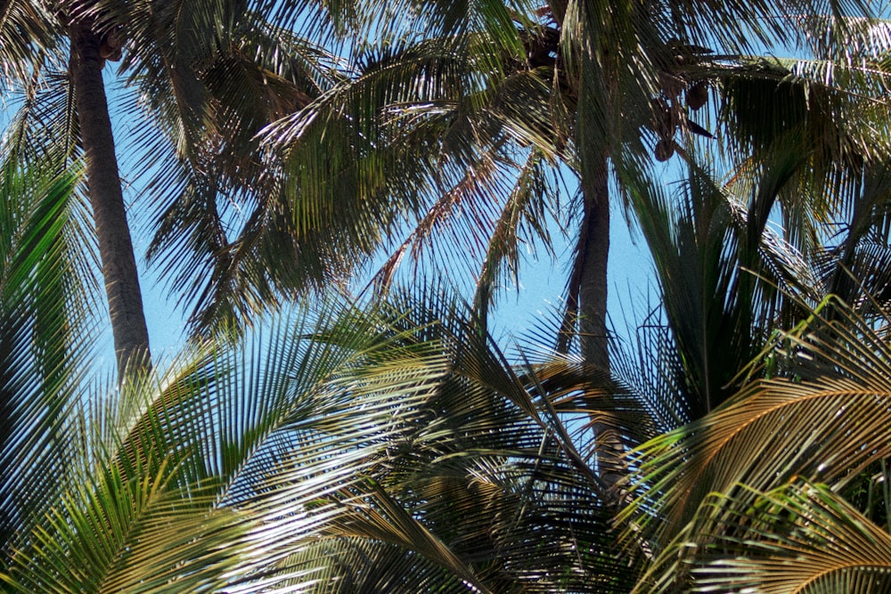 a plane flying through the blue sky between palm trees