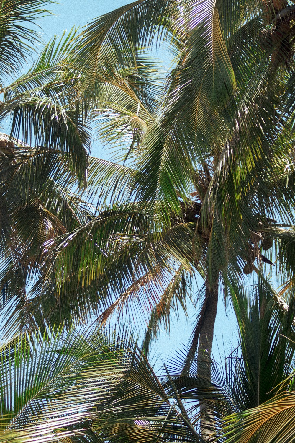 a bird is perched on a palm tree