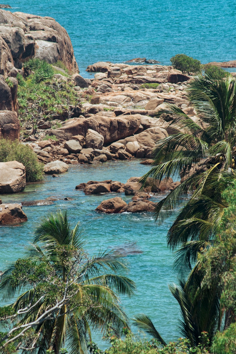 a body of water surrounded by palm trees