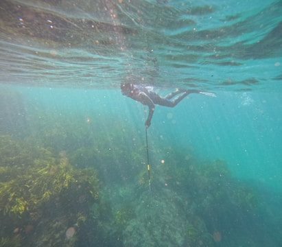 A snorkeler observing fish near the water's surface.