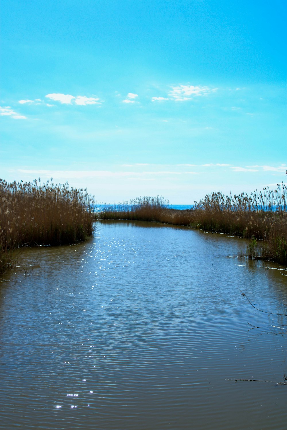 a body of water surrounded by tall grass