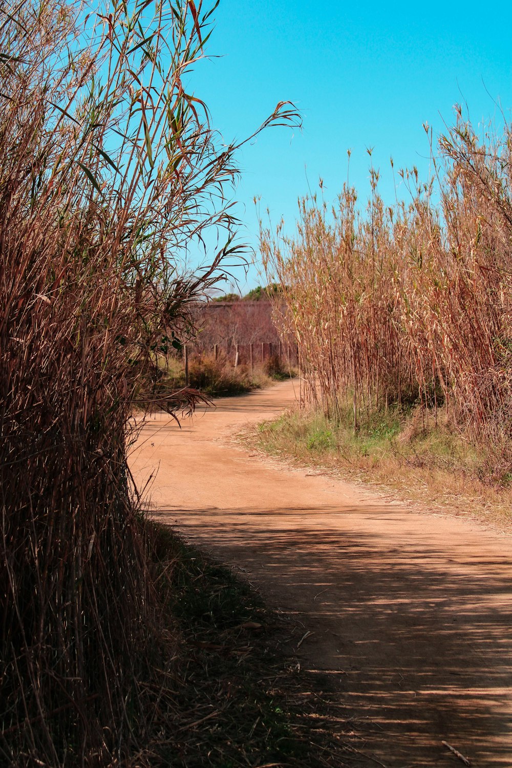 a dirt road surrounded by tall dry grass