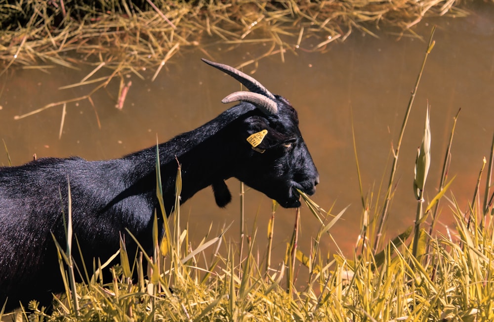 a black goat with horns standing in tall grass