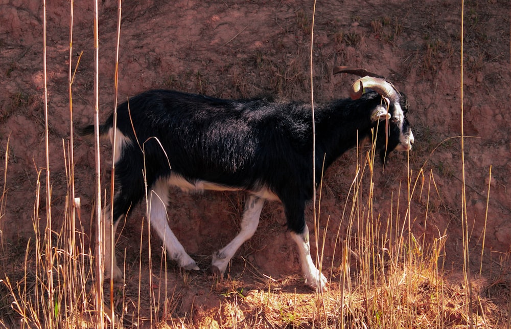 a black and white goat standing next to tall grass