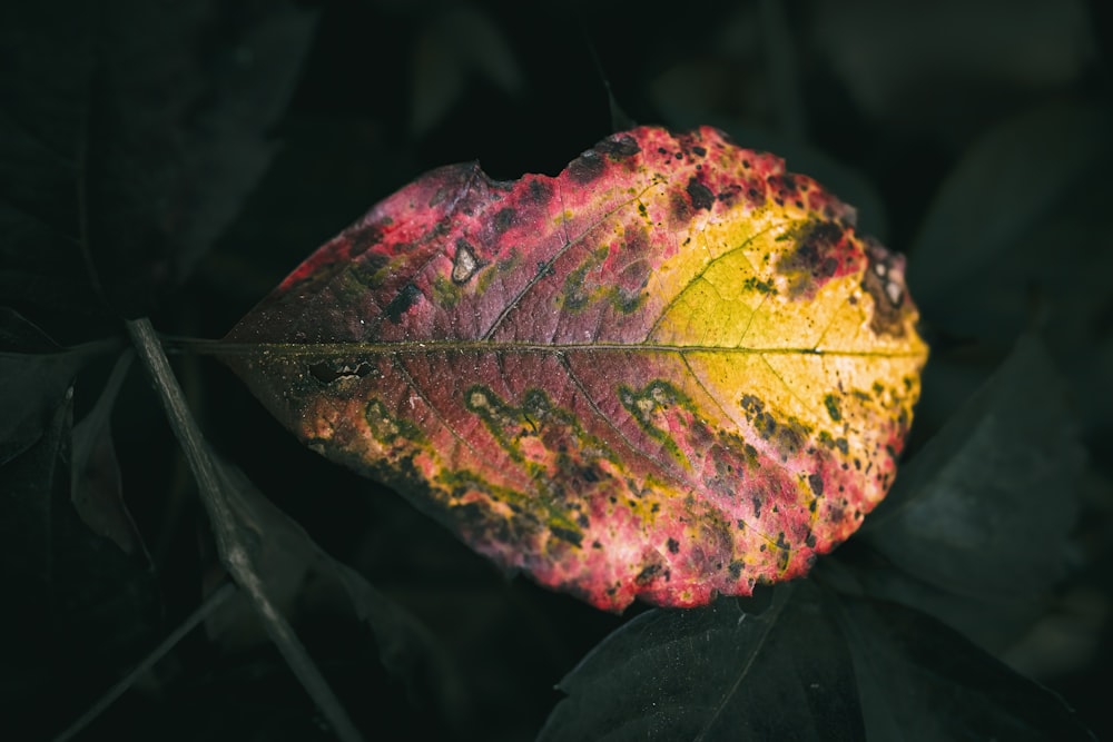 a leaf with yellow and red spots on it