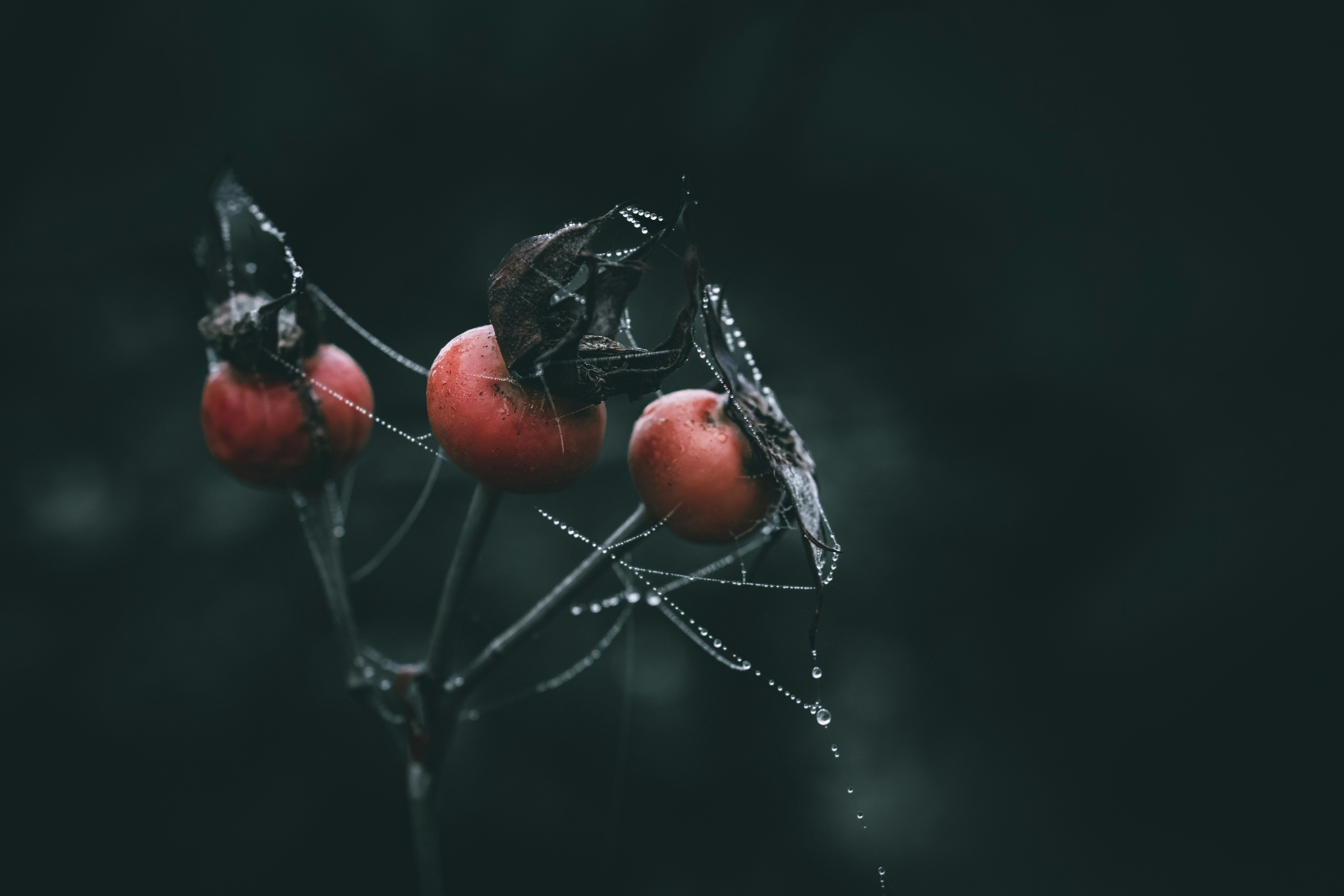 blockchain malware hacker dark web - a close up of a bunch of fruit on a plant