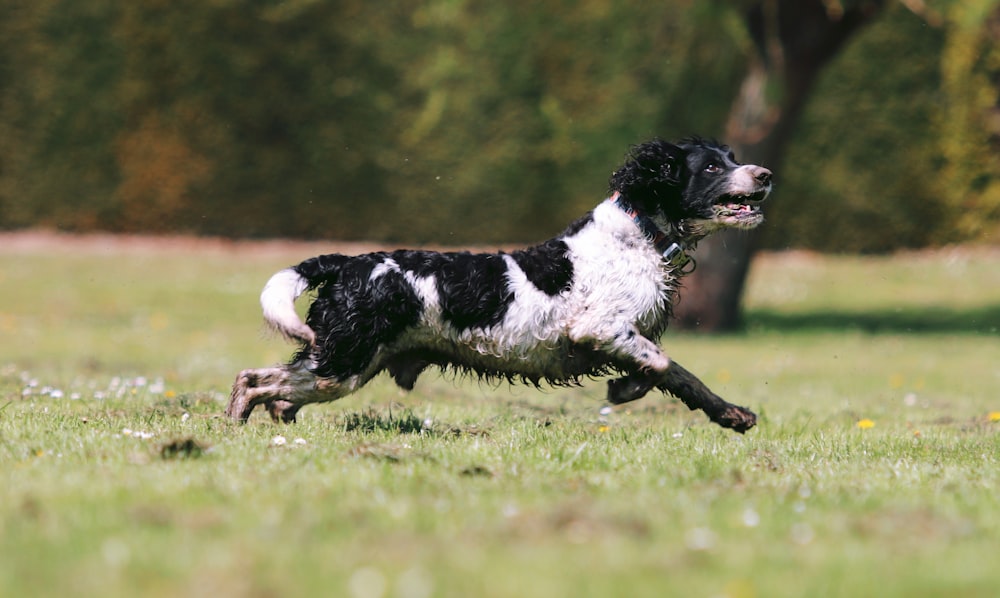 a black and white dog running through a field