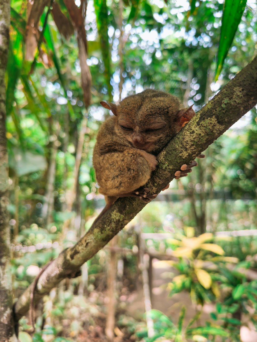 a monkey sleeping on a tree branch in a forest